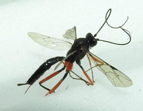 Exetastes calobatus
